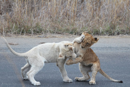 Lion Cubs